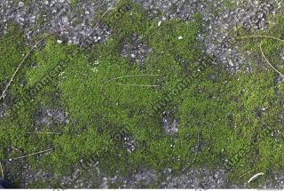 Photo Texture of Moss 0003